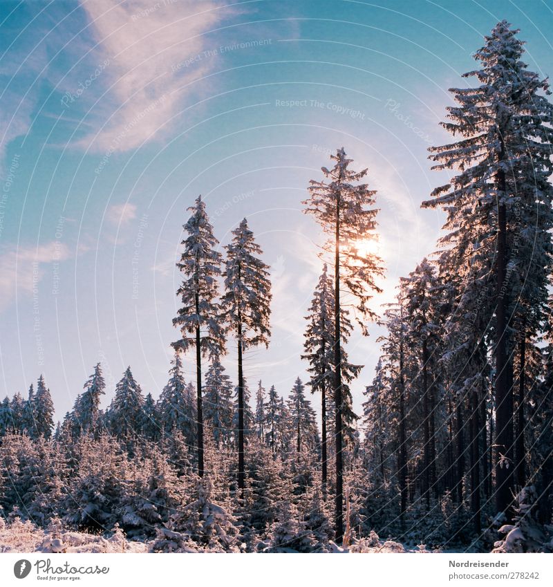 Heiter bis Wolkig.... Winter Schnee Winterurlaub Landwirtschaft Forstwirtschaft Natur Landschaft Pflanze Himmel Wolken Sonne Klima Schönes Wetter Eis Frost Wald