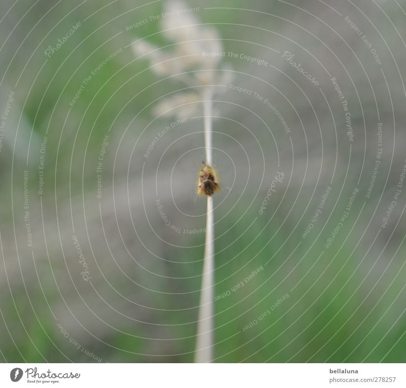 Hiddensee | Siegfried ist sexy Umwelt Natur Pflanze Frühling Gras Wildpflanze Garten Park Wiese Tier Wildtier Tiergesicht 1 krabbeln braun grau grün Raupe