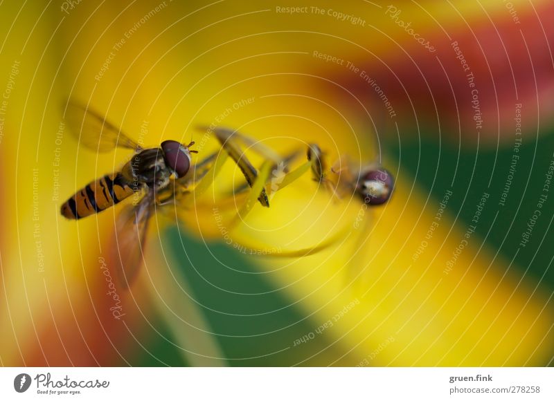 treffen sich zwei... Natur Pflanze Tier Sommer Blume Blüte Pollen Blütenstempel Wildtier Fliege Flügel 2 Tierpaar Blühend fliegen nah schön wild braun gelb grün