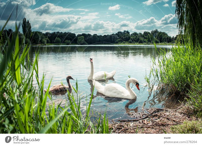 Sonntagsausflug Umwelt Natur Landschaft Tier Wasser Himmel Wolken Horizont Sommer Schönes Wetter Seeufer Wildtier Vogel Schwan 3 Tierpaar Tierjunges Tierfamilie