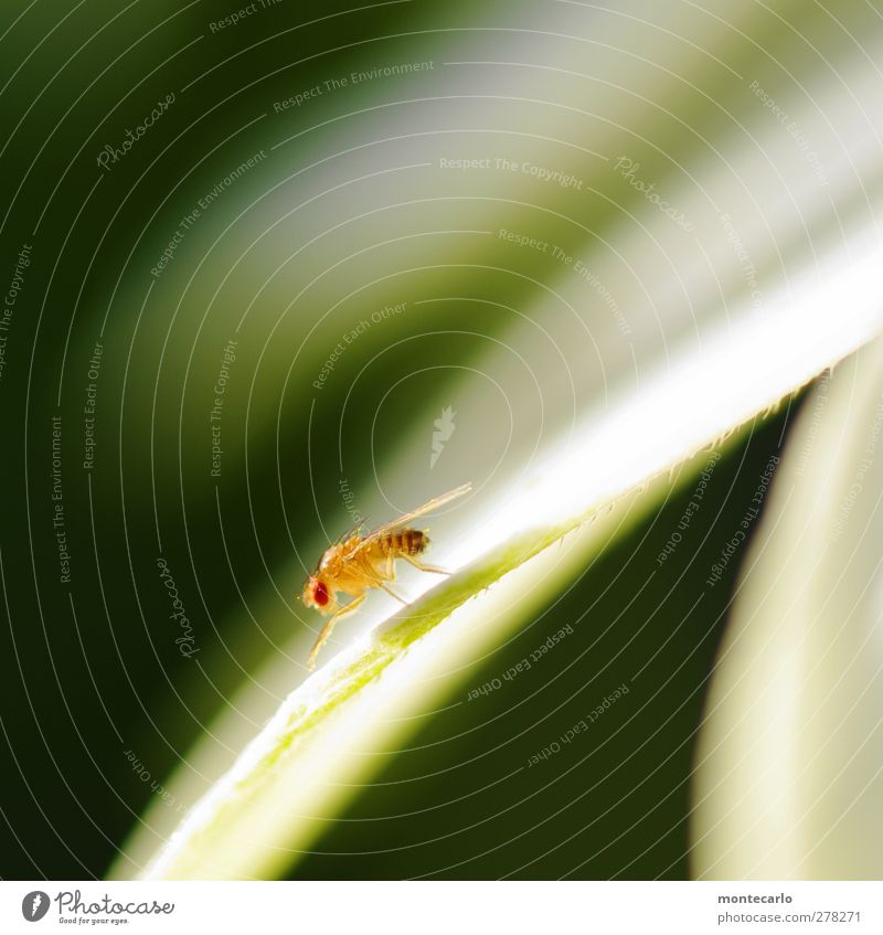 Red Eyes Umwelt Natur Pflanze Blatt Tier Wildtier Fliege Tiergesicht Flügel Insekt 1 dünn authentisch exotisch hässlich klein natürlich wild gelb Farbfoto