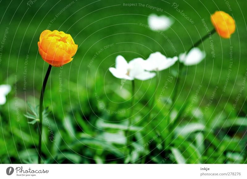 3 Farben aus meinem Garten Natur Pflanze Sommer Schönes Wetter Blume Gras Blüte Wiese Blühend natürlich schön grün orange weiß Wachstum Farbfoto Nahaufnahme