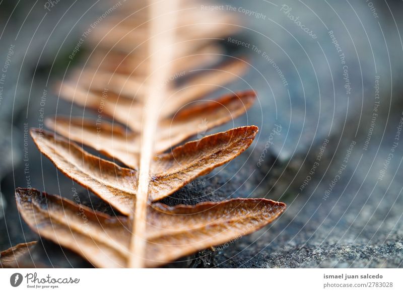 Farnpflanze Blatt Wurmfarn braun Pflanze abstrakt Konsistenz Garten geblümt Natur Dekoration & Verzierung Außenaufnahme Zerbrechlichkeit Hintergrund Winter