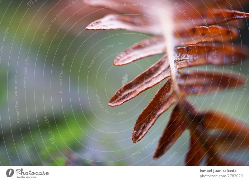 Farnpflanze Blatt Wurmfarn braun Pflanze abstrakt Konsistenz Garten geblümt Natur Dekoration & Verzierung Außenaufnahme Zerbrechlichkeit Hintergrund Winter