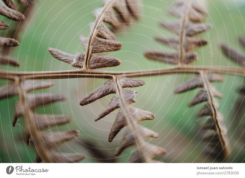 Farnpflanzenblätter Wurmfarn braun Pflanze Blatt abstrakt Konsistenz Garten geblümt Natur Dekoration & Verzierung Außenaufnahme Zerbrechlichkeit Hintergrund