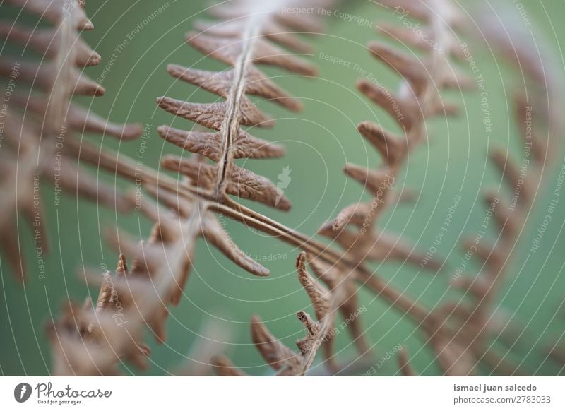 Farnpflanzenblätter Wurmfarn braun Pflanze Blatt abstrakt Konsistenz Garten geblümt Natur Dekoration & Verzierung Außenaufnahme Zerbrechlichkeit Hintergrund