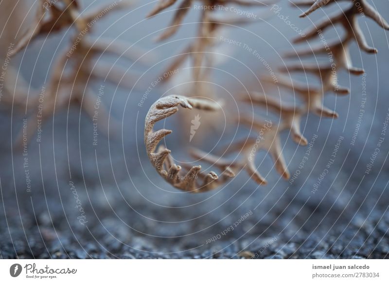 Farnpflanze in der Natur Wurmfarn braun Pflanze Blatt abstrakt Konsistenz Garten geblümt Dekoration & Verzierung Außenaufnahme Zerbrechlichkeit Hintergrund