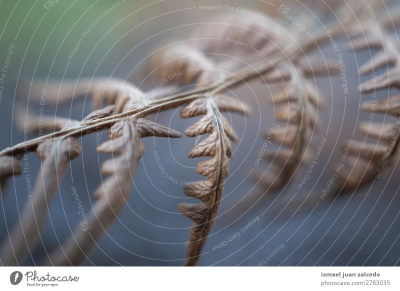 Braunfarnpflanze Wurmfarn braun Pflanze Blatt abstrakt Konsistenz Garten geblümt Natur Dekoration & Verzierung Außenaufnahme Zerbrechlichkeit Hintergrund Winter