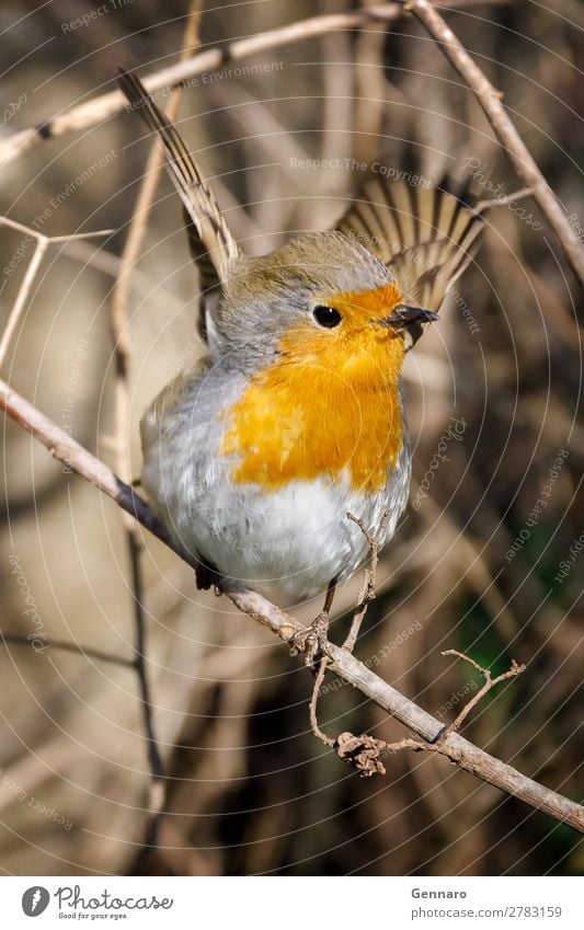 Robin, Vogel in den Zweigen. schön Natur Tier Baum 1 stehen streichen hell klein niedlich wild exotisch Farbe Rotkehlchen Tierwelt orange gehockt Singvogel