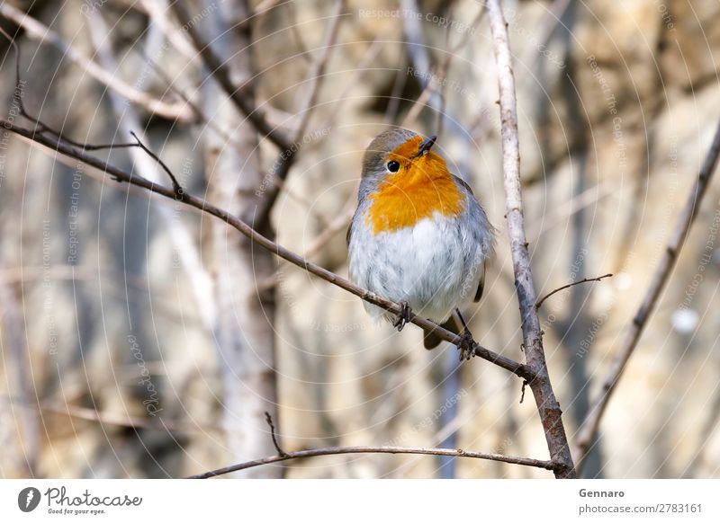 Robin, Vogel in den Zweigen. schön Natur Tier Baum 1 stehen hell klein niedlich wild gelb orange Fröhlichkeit exotisch Farbe Rotkehlchen Tierwelt gehockt