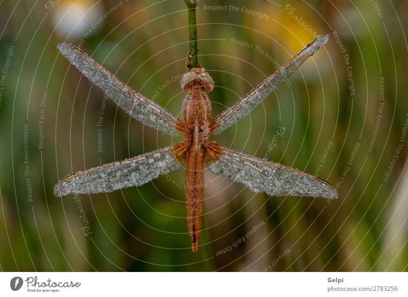 Libelle aus der Nähe in der Natur schön Körper Leben Jagd Sommer Umwelt Pflanze Tier Blatt Park Flügel dünn lang natürlich wild braun grün weiß Farbe Tierwelt