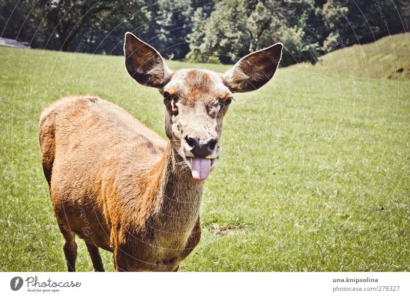 bäh Natur Tier Wiese Wald Wildtier Tiergesicht Fell Reh Hirschkuh 1 frech lustig verrückt braun grün Freude Zunge Farbfoto Außenaufnahme Sonnenlicht