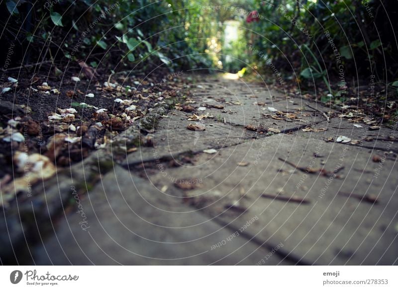 welk Umwelt Natur Erde Herbst Garten Park Wald natürlich braun Steinplatten Farbfoto Gedeckte Farben Außenaufnahme Nahaufnahme Menschenleer Tag Dämmerung Licht