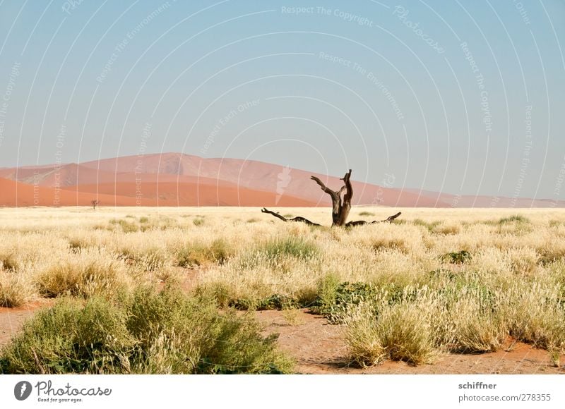 Gestorben aus Einsamkeit Umwelt Natur Landschaft Wolkenloser Himmel Klimawandel Schönes Wetter Gras Wüste Ferne Baumstamm Baumstumpf Tod Ödland Steppe