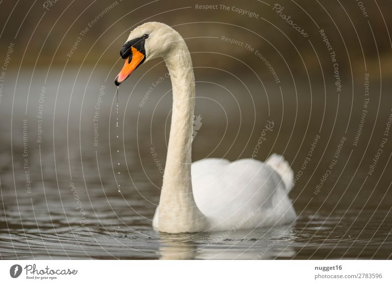 Höckerschwan 2 Umwelt Natur Landschaft Tier Wasser Frühling Sommer Herbst Klima Schönes Wetter Garten Park Küste Seeufer Flussufer Wildtier Schwan Tiergesicht