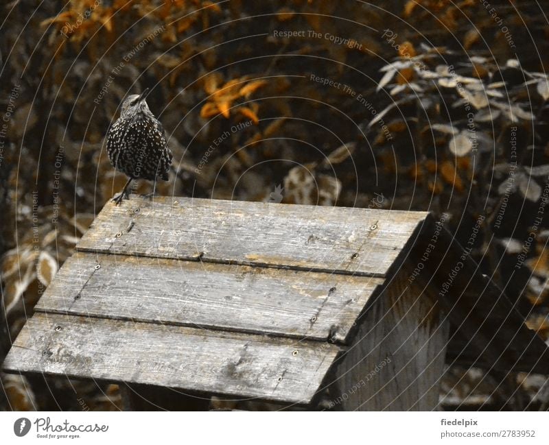 Star sitzt auf Vogelhäuschen Gartenvogel Wildvogel Winter Vogelhaus Futterstelle Vogelfutter einsam allein Natur Tier Wildtier Außenaufnahme Singvogel Farbfoto