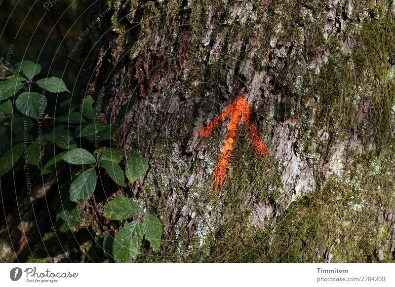 Aufwärts! Umwelt Natur Pflanze Baum Moos Brombeeren Wald Zeichen Schilder & Markierungen Linie Pfeil braun grün rot schwarz Gefühle aufwärts Baumrinde Farbfoto