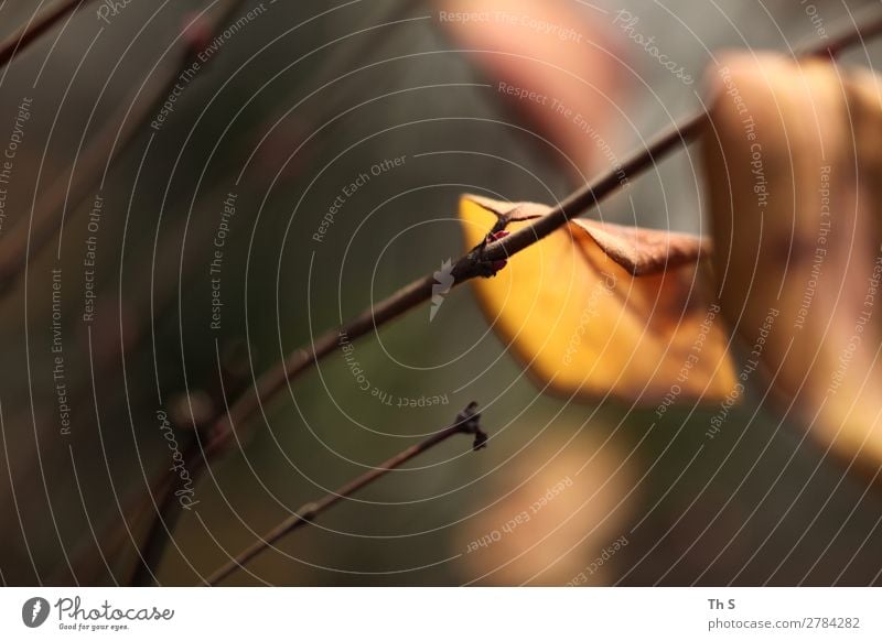 Blatt Natur Pflanze Herbst Winter Wald verblüht ästhetisch authentisch einfach elegant Freundlichkeit natürlich braun gelb grün Gelassenheit geduldig ruhig