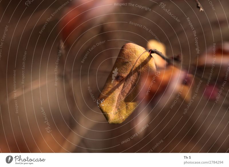 Blatt Natur Pflanze Herbst Winter Wald Bewegung verblüht ästhetisch authentisch einfach elegant Freundlichkeit natürlich braun gelb rot Gelassenheit geduldig