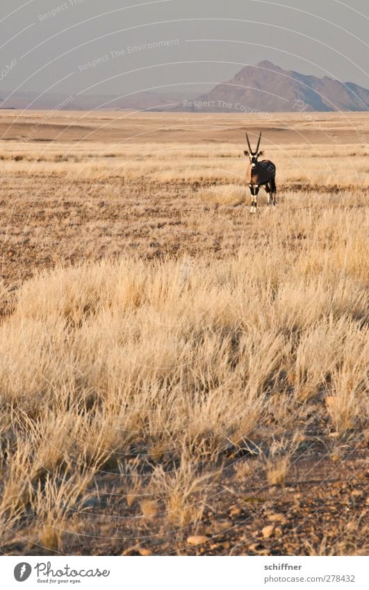 Guter, alter Bekannter Umwelt Natur Landschaft Wärme Dürre Berge u. Gebirge Wüste Tier Wildtier 1 stehen Steppe Gras Grasland Düne Stranddüne Spießbock