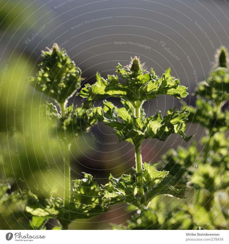 Frische Minze Gesundheit Alternativmedizin Rauschmittel Medikament Natur Pflanze Sommer Blatt Blüte Nutzpflanze leuchten Wachstum frisch natürlich grün kraus