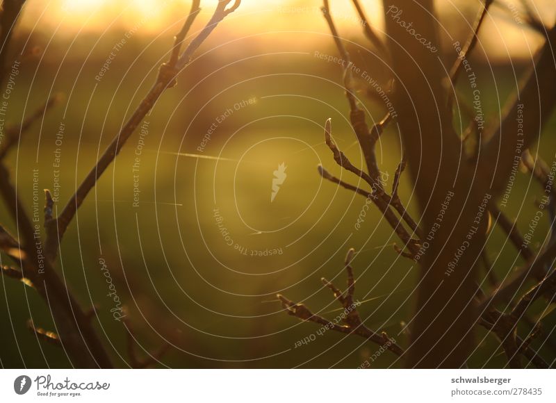 Brücken schlagen Natur Schönes Wetter Pflanze Baum ästhetisch gold orange elegant Ast Trieb stimmig Spinnennetz y Farbfoto Außenaufnahme Nahaufnahme