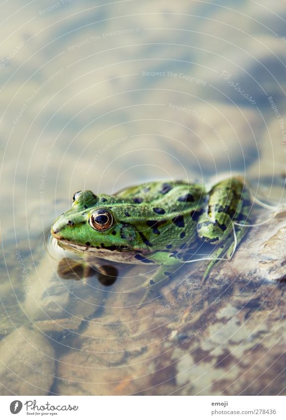 Teichbewohner Umwelt Natur Tier Wasser Wildtier Frosch 1 natürlich grün Farbfoto Außenaufnahme Nahaufnahme Makroaufnahme Menschenleer Tag Schwache Tiefenschärfe