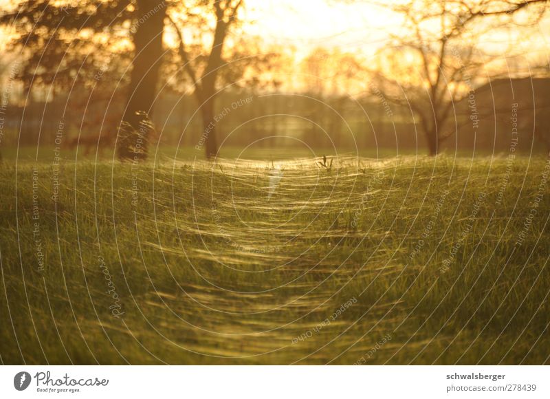 Meer aus Licht Natur Landschaft Sommer Schönes Wetter Gras ästhetisch glänzend wild gelb gold grün orange Warmherzigkeit Seil Spinnennetz Indian Summer Wiese