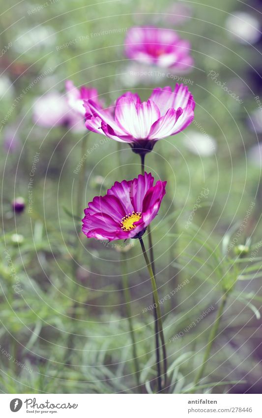 Summer flowers Natur Pflanze Blume Gras Sträucher Blatt Blüte Wildpflanze Garten Park Blumenwiese Blumenbeet Blühend grün violett rosa Sommer Blumenstengel