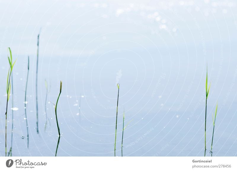 Seegras Umwelt Natur Sommer Schönes Wetter Pflanze Gras Seeufer blau grün Wasseroberfläche ruhig Farbfoto Gedeckte Farben Außenaufnahme Textfreiraum oben