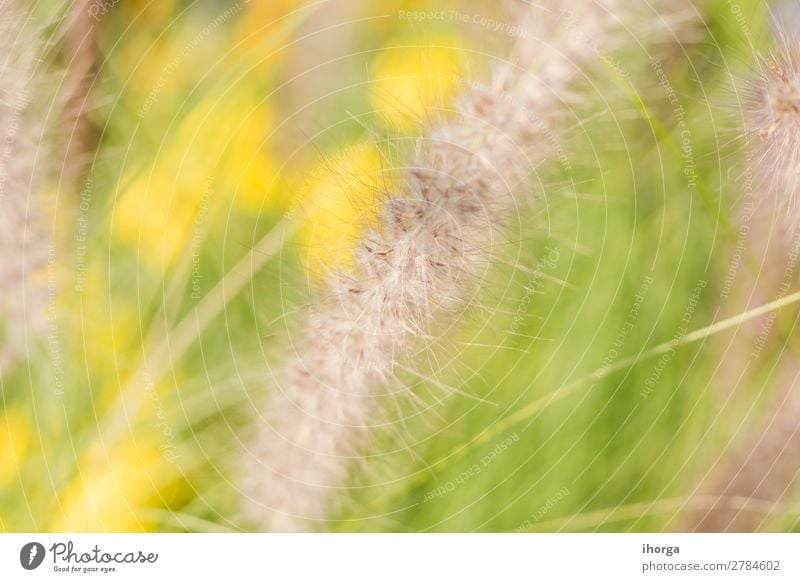 Hintergrund verwischt Pflanzen im Frühjahr mit Feldtiefe Kräuter & Gewürze Natur Gras Blühend Wachstum natürlich gelb grün Farbe organisch ländlich Stengel