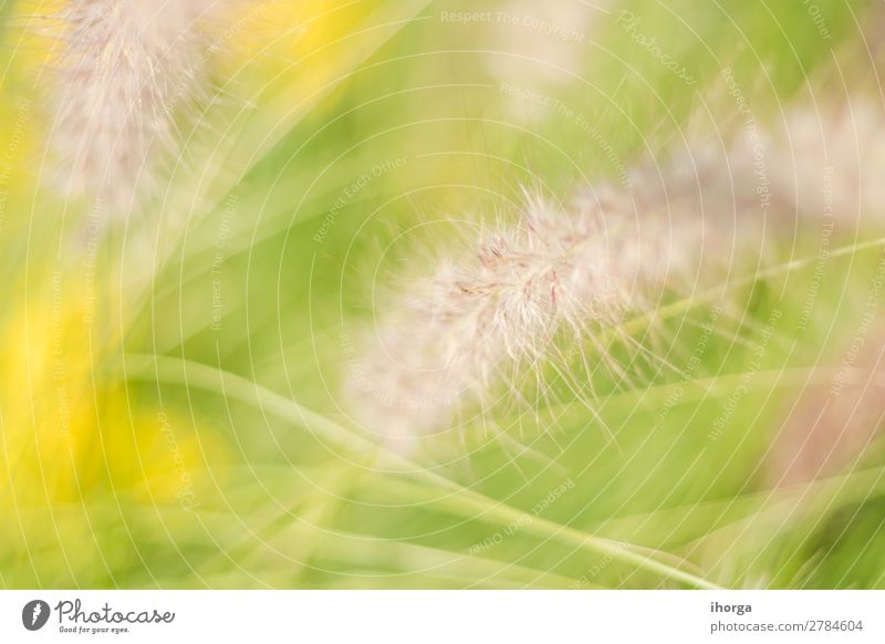 Hintergrund verwischt Pflanzen im Frühjahr mit Feldtiefe Kräuter & Gewürze Natur Frühling Gras Blühend Wachstum natürlich gelb grün Farbe organisch ländlich