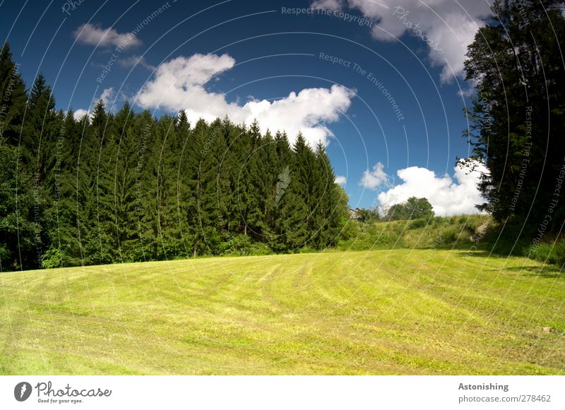 frisch gemäht Umwelt Natur Landschaft Pflanze Luft Himmel Wolken Sommer Wetter Schönes Wetter Wärme Baum Gras Sträucher Blatt Grünpflanze Wiese Wald Hügel blau