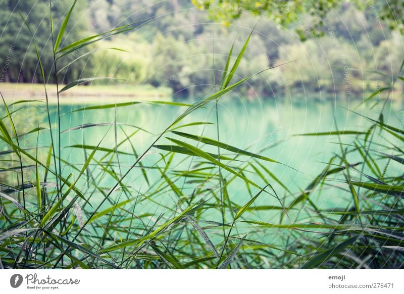 türkis Umwelt Natur Landschaft Pflanze Gras Sträucher See frisch natürlich Farbfoto Außenaufnahme Nahaufnahme Menschenleer Tag Schwache Tiefenschärfe