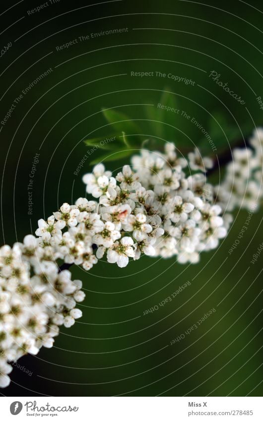 Spiere Pflanze Frühling Sommer Blume Sträucher Blatt Blüte Garten Blühend grün weiß Farbfoto Außenaufnahme Nahaufnahme Menschenleer Textfreiraum oben