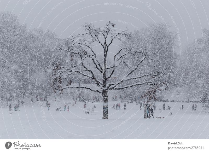 städtische Winterszene Schnee Wintersport Mensch Kind Familie & Verwandtschaft Menschenmenge Natur Schneefall Park Stadt Bewegung Zusammensein grau weiß Freude