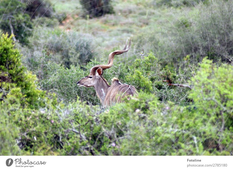 Irgendwo in Afrika Umwelt Natur Landschaft Pflanze Tier Gras Sträucher Wildpflanze Park Wüste Oase Wildtier 1 ästhetisch sportlich nah natürlich Wärme wild