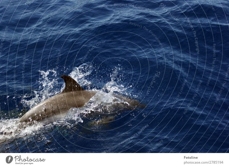 Delfin Umwelt Natur Tier Urelemente Wasser Wassertropfen Wellen Meer Wildtier 1 frei hell nah nass natürlich dünn klug wild blau grau Delphine Schwimmen & Baden