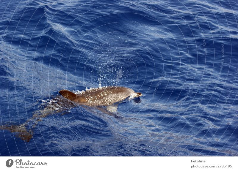 Delfin in Freiheit Umwelt Natur Tier Urelemente Wasser Wassertropfen Wellen Küste Meer Wildtier 1 frei dünn klug wild blau braun Wellengang Delphine Säugetier