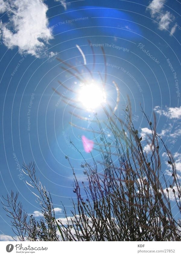 Noch so eins...... Gras Blume Wolkenfetzen Sommer Finnland Erholung Sonne Blauer Himmel Detailaufnahme bloß noch so eins... Langeweile liegen