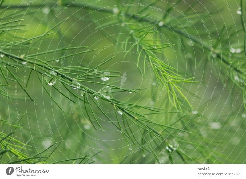 Morgentau im Garten Frühling Pflanze Grünpflanze Nutzpflanze schön grün Frühlingsgefühle Beginn Gemüse Gesundheit Gesunde Ernährung Tau Tropfen Wassertropfen