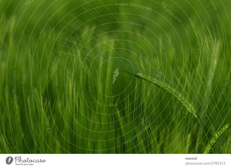 Gerstenfeld im Frühjahr Natur Schönes Wetter Gras Wiese Feld grün Frühlingsgefühle Leben Gerstenähre Getreidefeld Landwirtschaft grasgrün saftig Lebensmittel