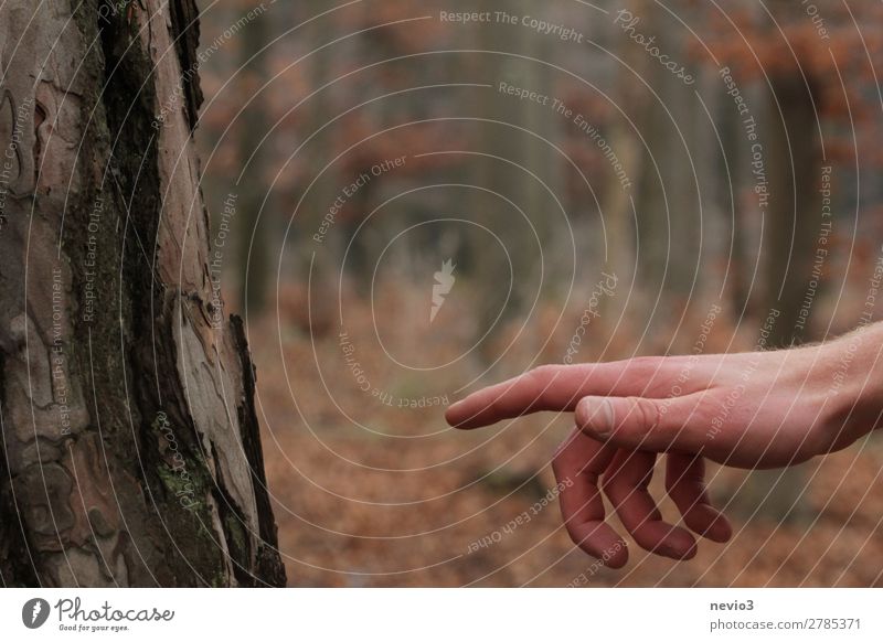 Der sixtinische Wald Arme Hand 1 Mensch Umwelt Natur orange Klima Waldlichtung Leben Schaffung erhalten bewahren Schutz Umweltschutz Naturschutzgebiet Baum