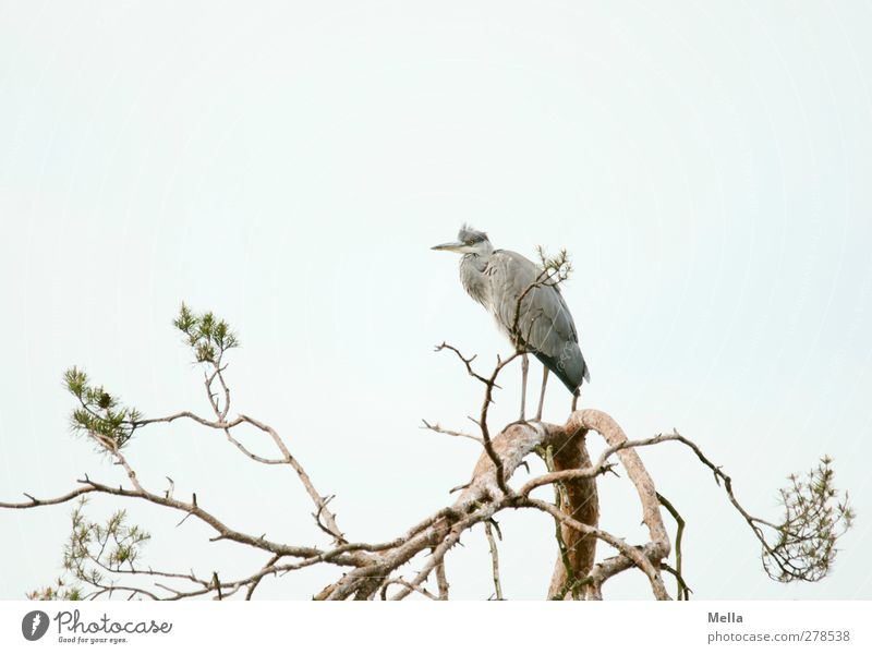 Nachhut Umwelt Natur Pflanze Tier Baum Baumkrone Geäst Wildtier Vogel Reiher Graureiher 1 Tierjunges Blick stehen frei hell natürlich oben Pause Aussicht