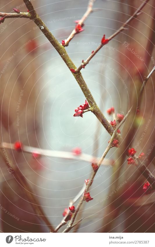 Frühling Pflanze Klima Klimawandel Sträucher Blüte Garten Wiese Erholung Idylle Natur ruhig träumen Umwelt Umweltschutz Wachstum Wandel & Veränderung