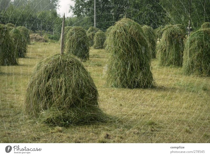 Hejo spann den Wagen an Landwirtschaft Forstwirtschaft Sommer Herbst Menschenleer Duft frisch grün Wachstum Heu Heuballen Bauernhof Feld Gras alt Regen Ernte