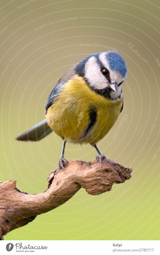 Hübsche Titte mit blauem Kopf schön Leben Winter Garten Natur Tier Wildtier Vogel klein wild gelb grün weiß Tierwelt Schnabel Singvogel Ast Feder Blaumeise