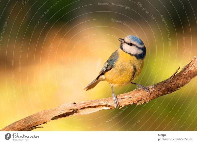 Hübsche Titte mit blauem Kopf schön Leben Winter Garten Natur Tier Wildtier Vogel klein wild gelb grün weiß Tierwelt Schnabel Singvogel Ast Feder Blaumeise