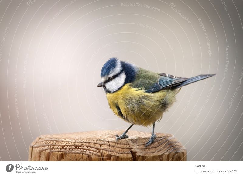 Hübsche Titte mit blauem Kopf schön Leben Winter Garten Natur Tier Wildtier Vogel klein wild gelb grün weiß Tierwelt Schnabel Singvogel Ast Feder Blaumeise