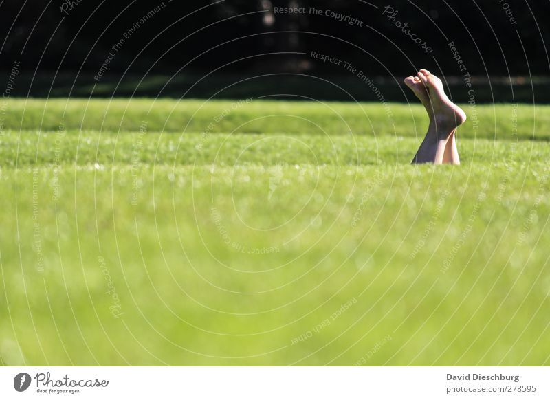 Wiesentieftauchen Erholung ruhig Sommer Leben Fuß 1 Mensch Natur Schönes Wetter Gras Grünpflanze Garten Park grün schwarz Frühlingsgefühle liegen Beine